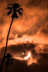 tree under golden hour clouds thumbnail