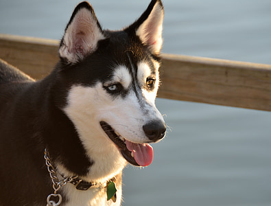 black and white Siberian husky thumbnail