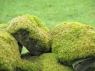 close-up of green grass coated stones outdoors thumbnail
