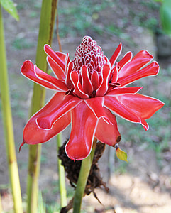 Ginger Blossom, Tropical Blooms thumbnail