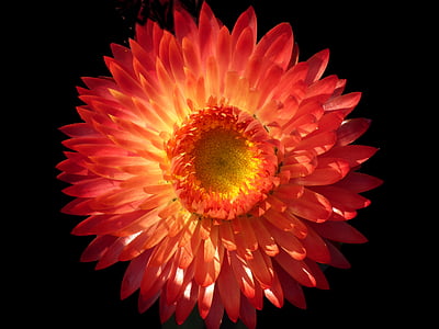 close up photography of orange dahlia flower thumbnail