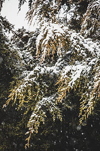 green pine trees covered of snow thumbnail