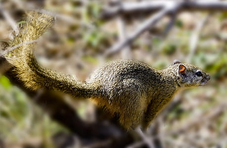 Close Up Photography of Brown Squirrel thumbnail