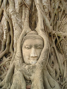 Gautama Buddha statue covered with roots thumbnail