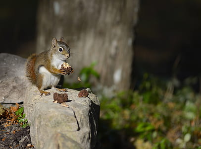 squirrel holding food while on rock during nighttime thumbnail