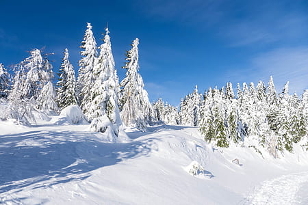 pine trees covered with snow thumbnail