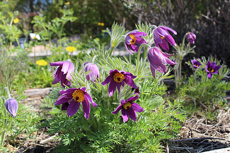 Create Kobjælde, Pulsatilla Vulgaris thumbnail