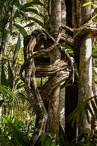 green leafed tree photo thumbnail