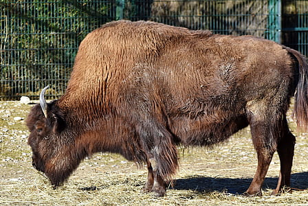brown bison thumbnail