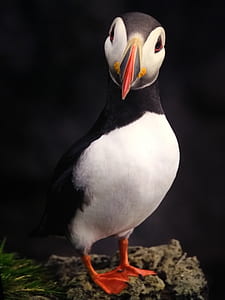 puffin bird thumbnail
