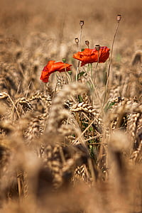 selective focus photo of two red poppies thumbnail