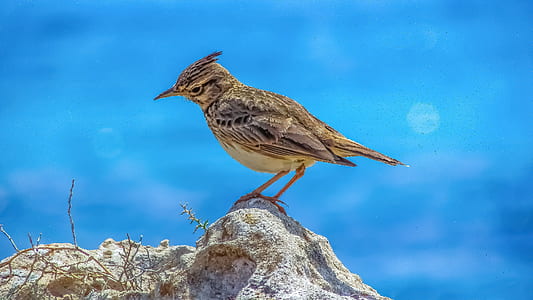 brown shorebird perched on rock thumbnail