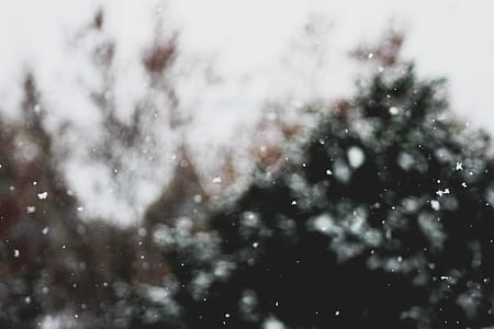 snow, winter, tree, cold thumbnail