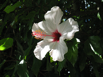 closeup photo of white petaled flower thumbnail