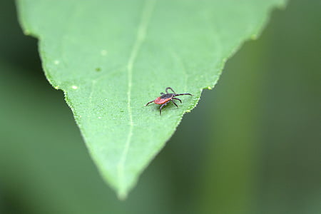 deer tick on green leaf in selective-focus photography thumbnail