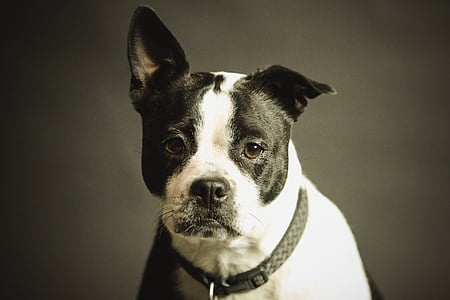 selective focus photography of adult white and black American pit bull terrier thumbnail