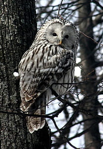 white and black owl on bare tree during daytime thumbnail