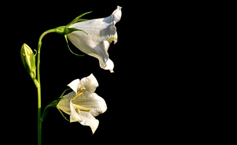photo of two white petaled flowers thumbnail