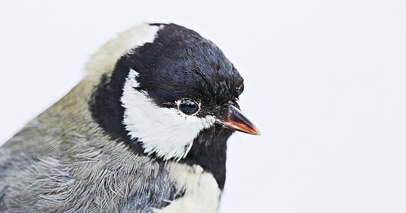 white, gray, and black bird closeup photography thumbnail