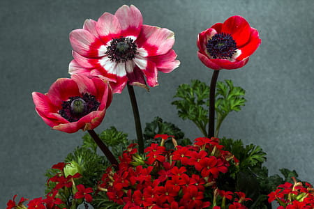 closeup photography of blooming red and pink petaled frlowers thumbnail