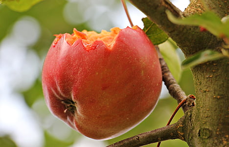 macro photography of red apple fruit thumbnail