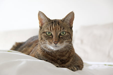 brown cat lying on white couch thumbnail