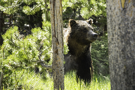 black bear on forest thumbnail