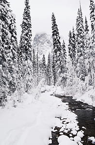 trees under snow thumbnail