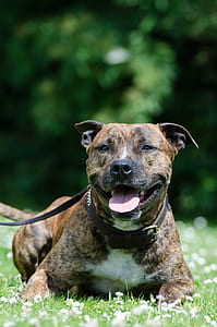 selective focus photography of adult brown and white American bully resting on green grass field thumbnail