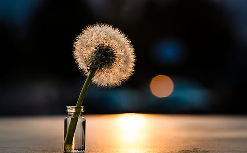 dandelion on glass bottle on tabletop thumbnail