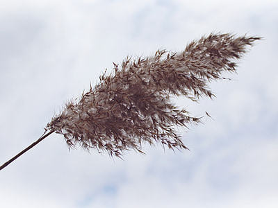 selective focus photo of brown feather thumbnail