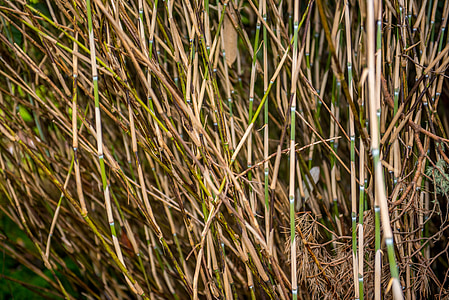 green and brown bamboo grass thumbnail