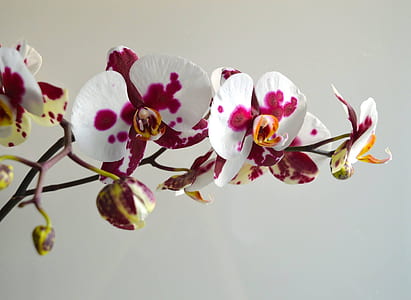 selective focus photography of red-and-white orchids thumbnail