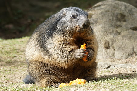 gray and brown beaver eating fruit thumbnail