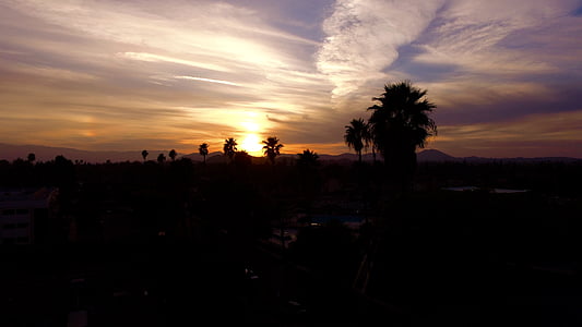 silhouette of trees during golden hour thumbnail