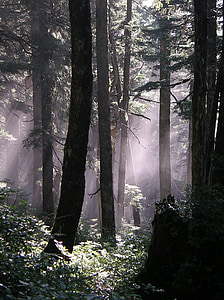 forest during foggy day thumbnail