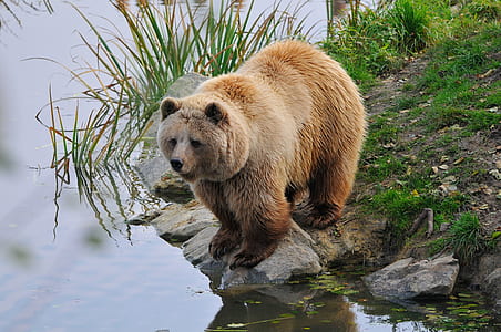brown bear standing on grey rock thumbnail