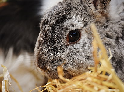 gray rabbit thumbnail