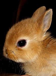 closeup photo of brown rabbit thumbnail