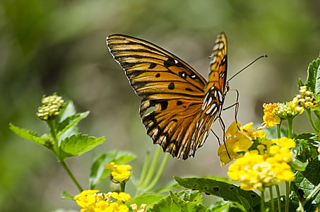 yellow butterfly perching on yellow flower thumbnail