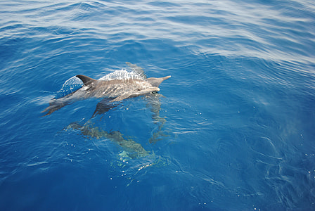 gray dolphin swing in water thumbnail