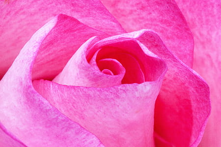 pink rose thumbnail