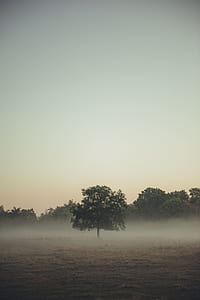 green leafed trees in middle of floods thumbnail