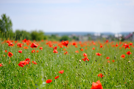 photo of red petaled flowers thumbnail