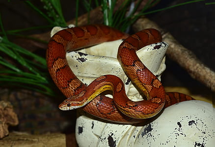 brown snake on white figurine thumbnail