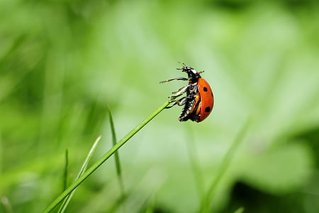 Orange Ladybug on Green Plant thumbnail