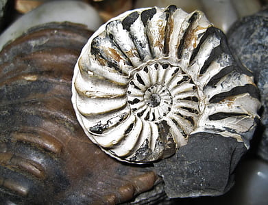grey and black shell near brown structure thumbnail