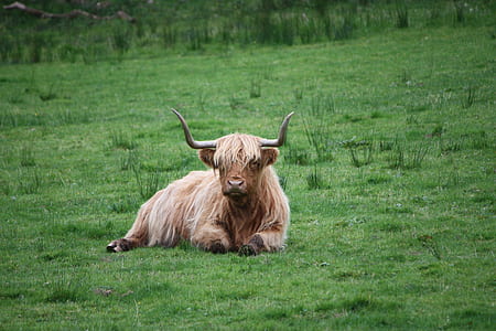 Brown and White Highland Cattle thumbnail