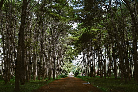 brown pathway between trees thumbnail