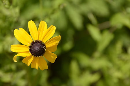 selective focus photography of black-eyed susan flower thumbnail